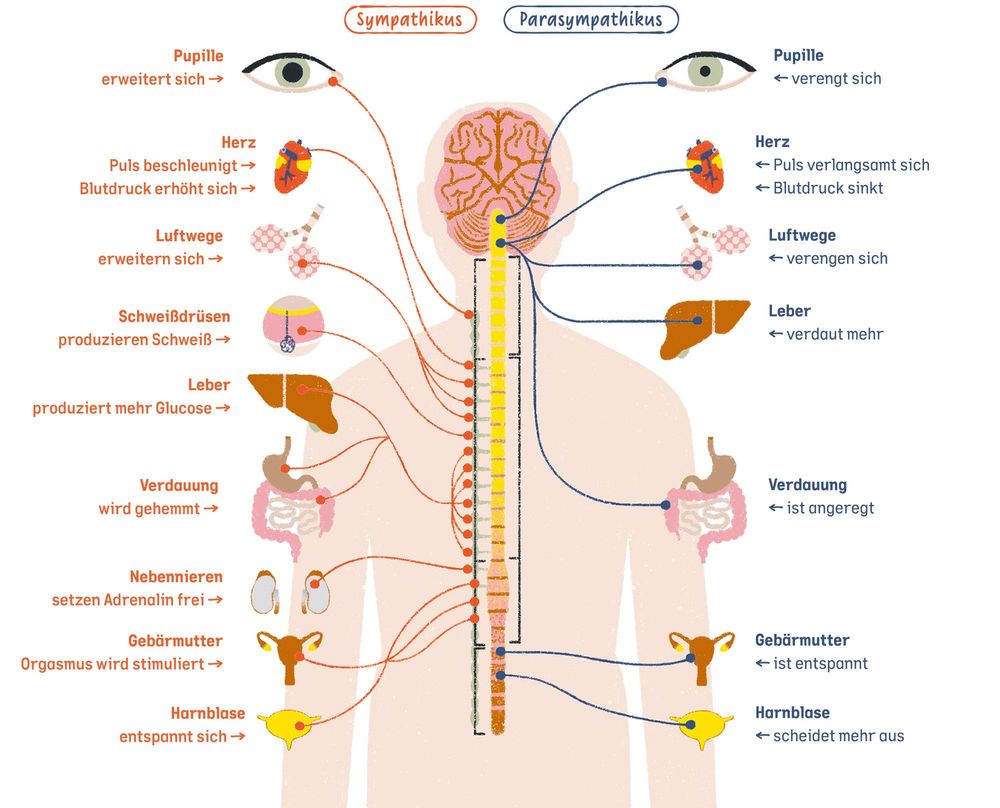 Man sieht das Innere eines Körpers und welche Organe auf welche Art und Weise durch den Sympathikus und den Parasympathikus gesteuert werden.